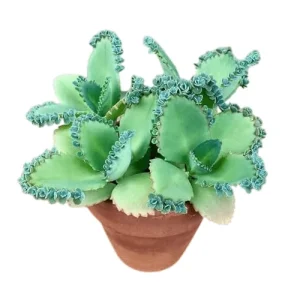 Mother of Thousands Live Plant - Kalanchoe Daigremontiana - 4 Inch Pot - Image 1