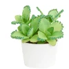 Mother of Thousands Live Plant - Kalanchoe daigremontiana, 2 Inch Pot - Image 1