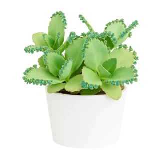Mother of Thousands Live Plant - Kalanchoe daigremontiana, 2 Inch Pot - Image 1