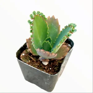 Mother of Thousands Succulent Live Plant 2 Inch Pot - Kalanchoe Daigremontiana Indoor/Outdoor - Image 2