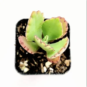 Mother of Thousands Succulent Live Plant 2 Inch Pot - Kalanchoe Daigremontiana Indoor/Outdoor - Image 3