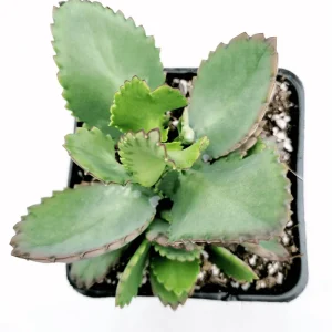 Mother of Thousands Succulent Live Plant 2 Inch Pot - Kalanchoe Daigremontiana Indoor/Outdoor - Image 4
