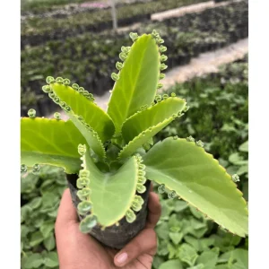Mother of Thousands Succulent Live Plant 2 Inch Pot - Kalanchoe Daigremontiana Indoor/Outdoor - Image 5