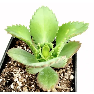 Mother of Thousands Succulent Live Plant 2 Inch Pot - Kalanchoe Daigremontiana Indoor/Outdoor - Image 6
