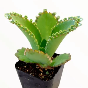 Mother of Thousands Succulent Live Plant 2 Inch Pot - Kalanchoe Daigremontiana Indoor/Outdoor - Image 1
