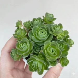 Mountain Rose Cactus Live Plant - Rare Succulent, 2-4 Inch Tall, 2 Inch Pot - Image 2