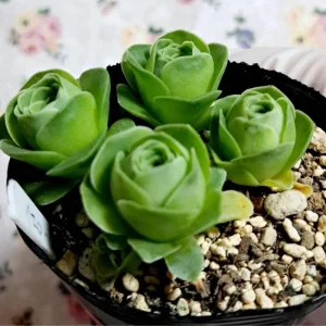 Mountain Rose Cactus Live Plant - Rare Succulent, 2-4 Inch Tall, 2 Inch Pot - Image 3
