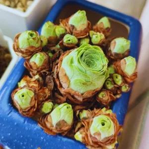 Mountain Rose Cactus Live Plant - Rare Succulent, 2-4 Inch Tall, 2 Inch Pot - Image 4