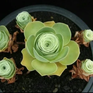 Mountain Rose Cactus Live Plant - Rare Succulent, 2-4 Inch Tall, 2 Inch Pot - Image 5