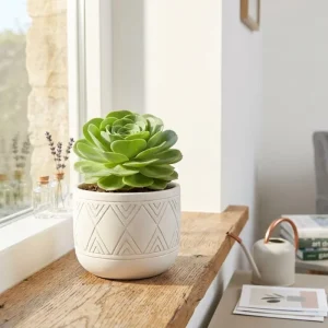 Mountain Rose Cactus Live Plant - Rare Succulent, 2-4 Inch Tall, 2 Inch Pot - Image 6