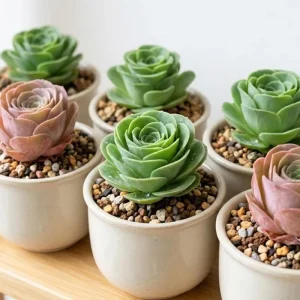 Mountain Rose Cactus Live Plant - Rare Succulent, 2-4 Inch Tall, 2 Inch Pot - Image 8