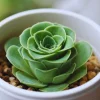 Mountain Rose Cactus Live Plant - Rare Succulent, 2-4 Inch Tall, 2 Inch Pot - Image 1
