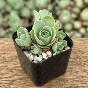 Mountain Rose Cactus Live Plant - Rare Succulent Houseplant - 2 Inch Pot - Image 3