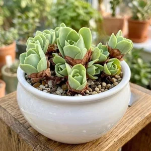 Mountain Rose Cactus Live Plant - Rare Succulent Houseplant - 2 Inch Pot - Image 1
