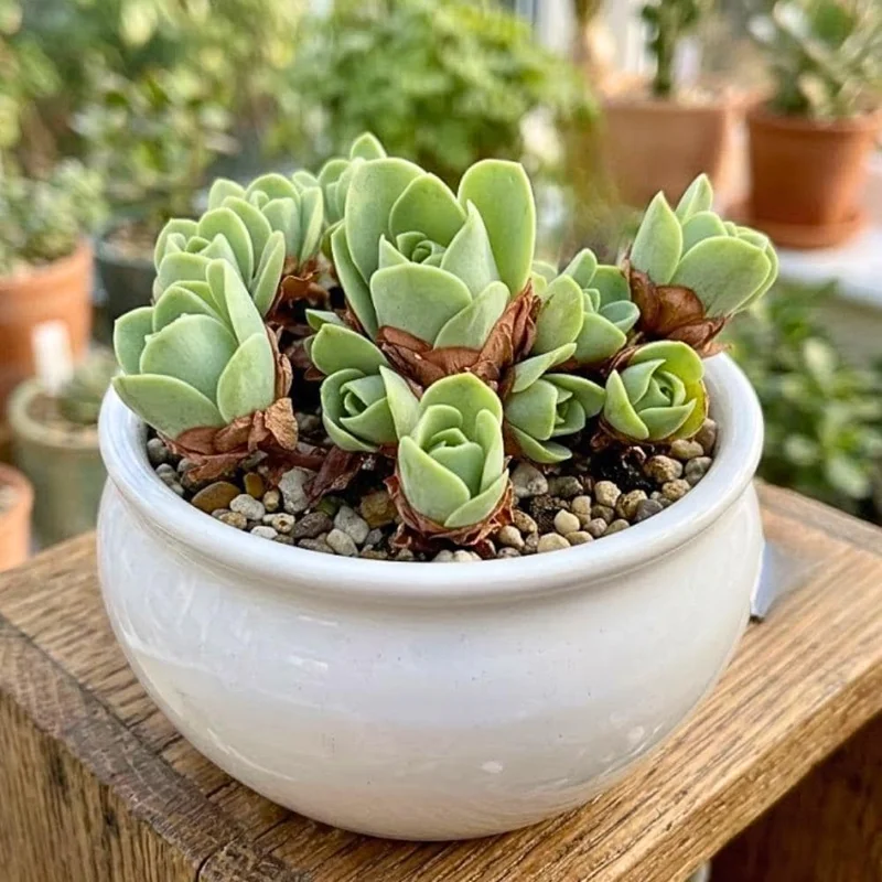 Mountain Rose Cactus Live Plant - Rare Succulent Houseplant - 2 Inch Pot - Image 1