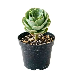Mountain Rose Live Succulent Plant - Rare Houseplant, 2 Inch Pot - Image 4
