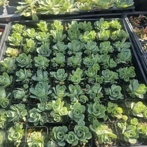 Mountain Rose Succulent (Aeonium dodrantale) Live Plant – Rare Rose Succulent – 2in Pot - Image 2