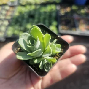 Mountain Rose Succulent (Aeonium dodrantale) Live Plant – Rare Rose Succulent – 2in Pot - Image 3