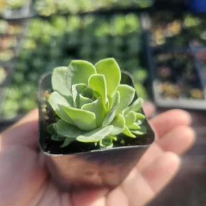 Mountain Rose Succulent (Aeonium dodrantale) Live Plant – Rare Rose Succulent – 2in Pot - Image 1