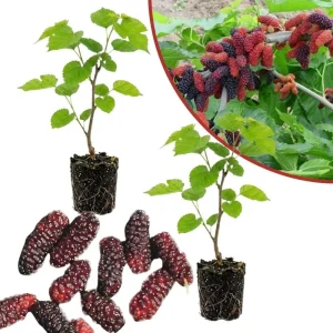 Mulberry Fruit Live Plant Set of 2, 6-8 Inches Tall Outdoor Garden Shrub - Image 5