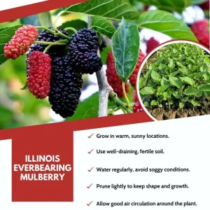 Mulberry Fruit Live Plant Set of 2, 6-8 Inches Tall Outdoor Garden Shrub - Image 6