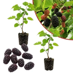 Mulberry Fruit Live Plant Set of 2, 6-8 Inches Tall Outdoor Garden Shrub - Image 7