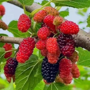 Mulberry Fruit Live Plant Set of 2, 6-8 Inches Tall Outdoor Garden Shrub - Image 9