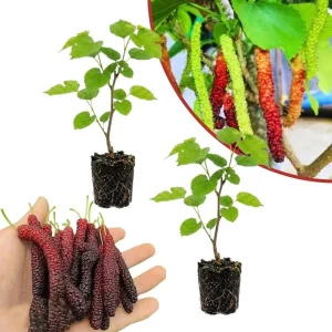 Mulberry Fruit Live Plant Set of 2, 6-8 Inches Tall Outdoor Garden Shrub - Image 1