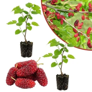 Mulberry Live Fruit Plant - Set of 2, 6-8 Inches Tall, Sweet Berries, Outdoor - Image 10