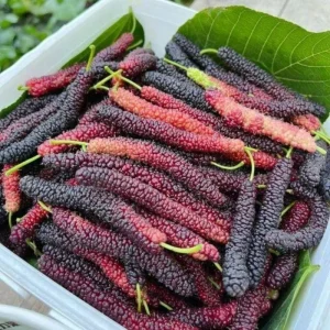 Mulberry Live Fruit Plant - Set of 2, 6-8 Inches Tall, Sweet Berries, Outdoor - Image 2