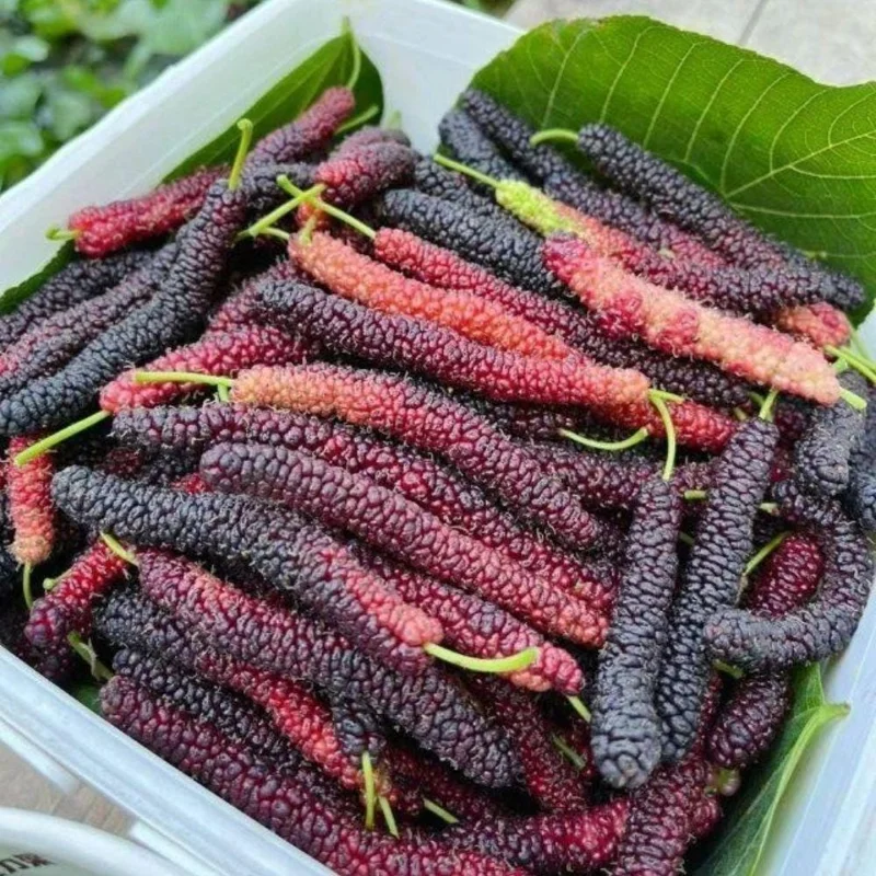 Mulberry Live Fruit Plant - Set of 2, 6-8 Inches Tall, Sweet Berries, Outdoor - Image 2