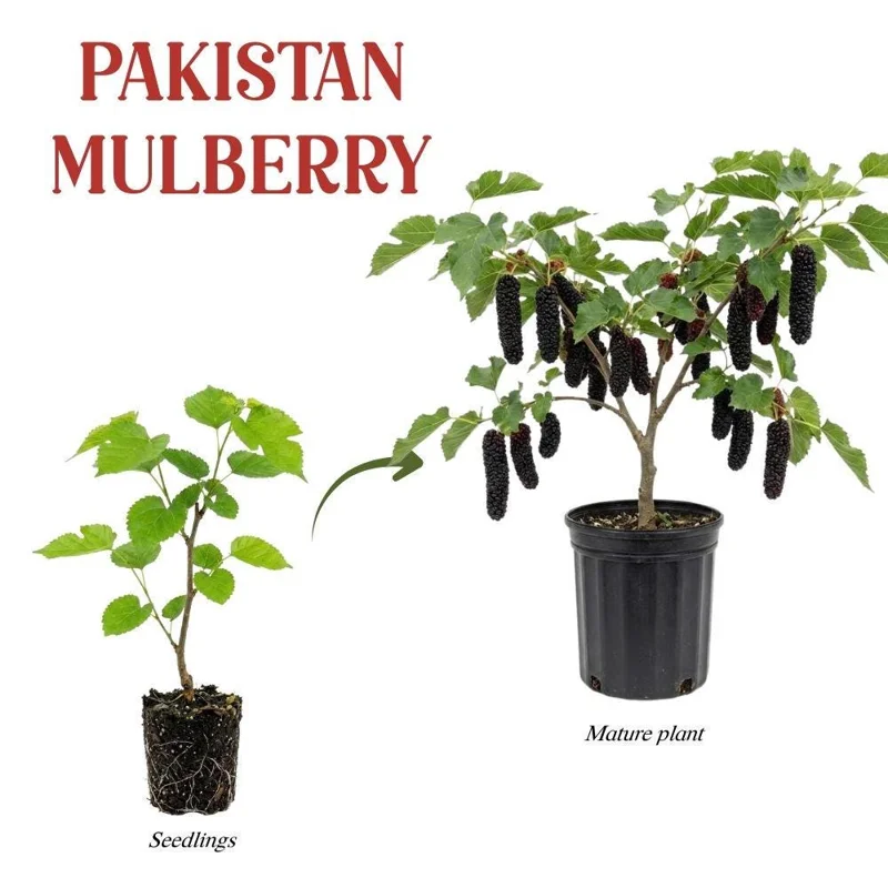 Mulberry Live Fruit Plant - Set of 2, 6-8 Inches Tall, Sweet Berries, Outdoor - Image 3