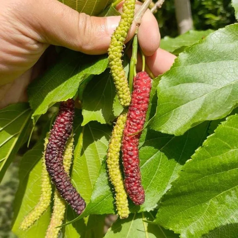 Mulberry Live Fruit Plant - Set of 2, 6-8 Inches Tall, Sweet Berries, Outdoor - Image 4