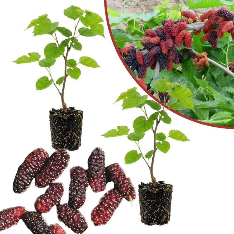 Mulberry Live Fruit Plant - Set of 2, 6-8 Inches Tall, Sweet Berries, Outdoor - Image 5