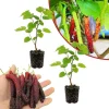 Mulberry Live Fruit Plant - Set of 2, 6-8 Inches Tall, Sweet Berries, Outdoor - Image 1