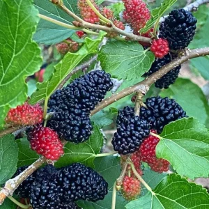 Mulberry Live Fruit Plant - Set of 2, 6-8 Inches Tall, Sweet Berries, Outdoor - Image 8
