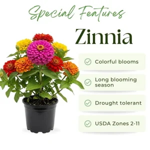 Multicolor Zinnia Live Plant – Vibrant Blooms, 8-12 Inches Tall, for Garden & Containers - Image 2
