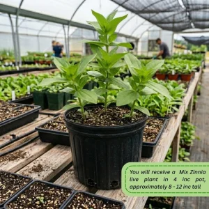 Multicolor Zinnia Live Plant – Vibrant Blooms, 8-12 Inches Tall, for Garden & Containers - Image 3