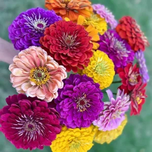 Multicolor Zinnia Live Plant – Vibrant Blooms, 8-12 Inches Tall, for Garden & Containers - Image 4