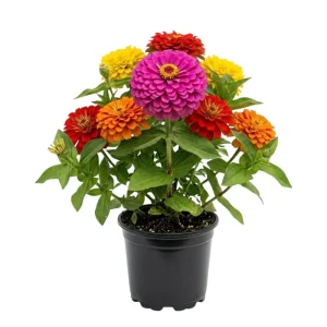 Multicolor Zinnia Live Plant – Vibrant Blooms, 8-12 Inches Tall, for Garden & Containers - Image 1