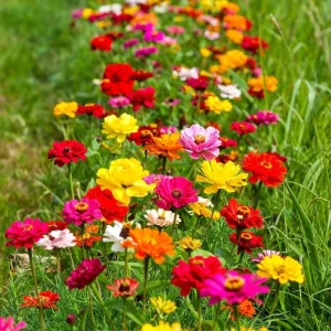Multicolor Zinnia Live Plant – Vibrant Blooms, 8-12 Inches Tall, for Garden & Containers - Image 6