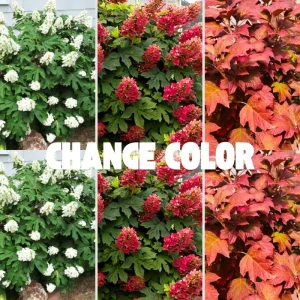 Munchkin Hydrangea Live Plant - Compact Oakleaf, 4-inch Pot, White to Pink Flowers, Outdoor Shrub - Image 3