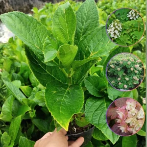 Munchkin Hydrangea Live Plant - Compact Oakleaf, 4-inch Pot, White to Pink Flowers, Outdoor Shrub - Image 5