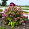 Munchkin Hydrangea Live Plant - Compact Oakleaf, 4-inch Pot, White to Pink Flowers, Outdoor Shrub - Image 1