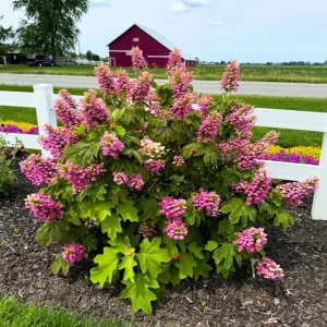 Munchkin Hydrangea Live Plant - Compact Oakleaf, 4-inch Pot, White to Pink Flowers, Outdoor Shrub - Image 1