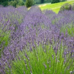 Munstead Lavender Live Plants - English Lavender, Purple-Blue Flowers, Set of 2, 4-6 Inch Tall, Outdoor - Image 2