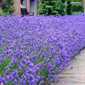 Munstead Lavender Live Plants - English Lavender, Purple-Blue Flowers, Set of 2, 4-6 Inch Tall, Outdoor - Image 3