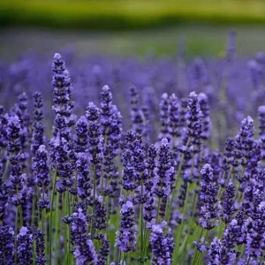 Munstead Lavender Live Plants - English Lavender, Purple-Blue Flowers, Set of 2, 4-6 Inch Tall, Outdoor - Image 4