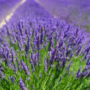 Munstead Lavender Live Plants - English Lavender, Purple-Blue Flowers, Set of 2, 4-6 Inch Tall, Outdoor - Image 5