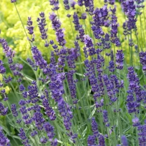 Munstead Lavender Live Plants - English Lavender, Purple-Blue Flowers, Set of 2, 4-6 Inch Tall, Outdoor - Image 6